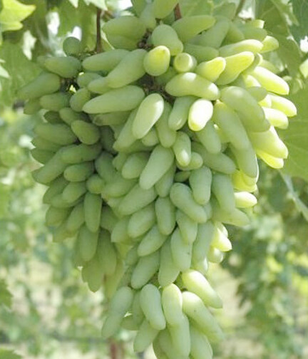 Picture of Super sonaka Grape SeedS -20 Pcs SeedS
