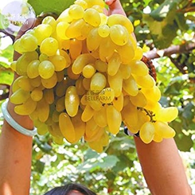 Picture of Super sonaka Grape SeedS -20 Pcs SeedS