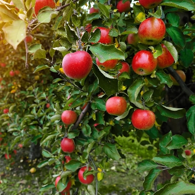 Picture of 15pcs Azalea Gardens Bonsai Suitable Apple Tree Fruit SeedS Plants seed Outdoor Living Yard Home Garden - 15 PcS