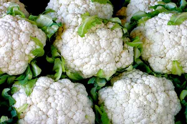 Picture of All Season Cauliflower Seeds - 30 pcs ( intact packet)
