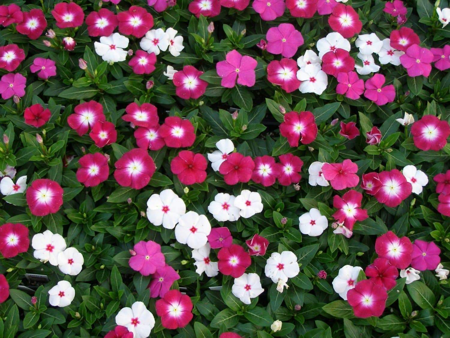 Picture of Global Vinca/Noyontara Flower Seeds - 15 Pcs SeedS /