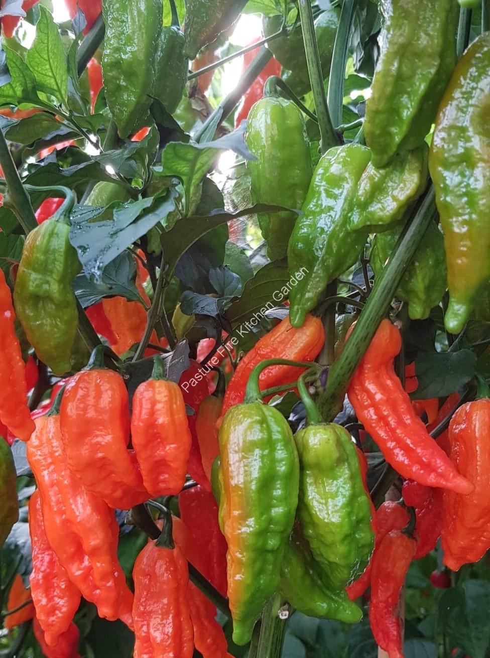 Picture of Giant Naga Chili Seeds - 25pcs