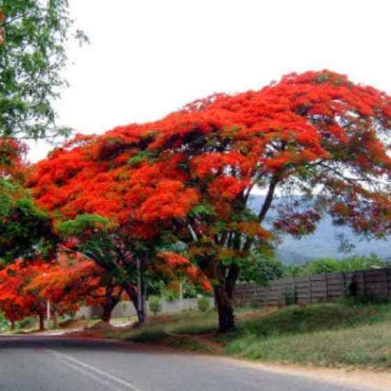 Picture of Krisnochura Red Nice Beautiful Flower Tree Seeds -10 Pieces /*
