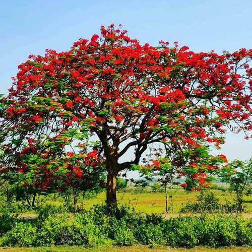 Picture of Krisnochura Red Nice Beautiful Flower Tree Seeds -10 Pieces /*