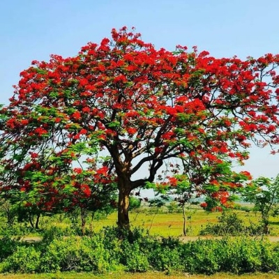 Picture of Krisnochura Red Nice Beautiful Flower Tree Seeds -10 Pieces /*