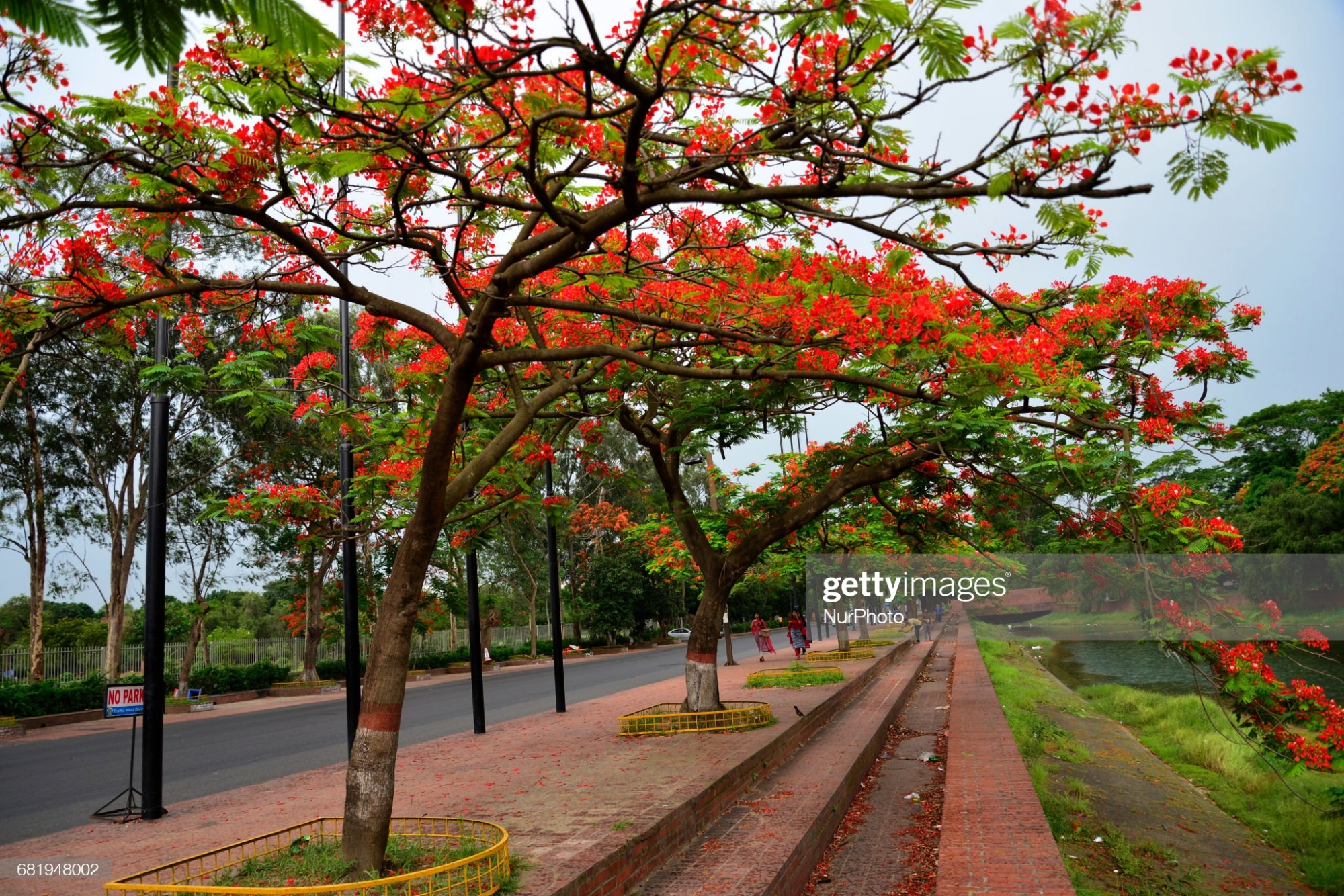 Picture of Krisnochura Red Nice Beautiful Flower Tree Seeds -10 Pieces /*