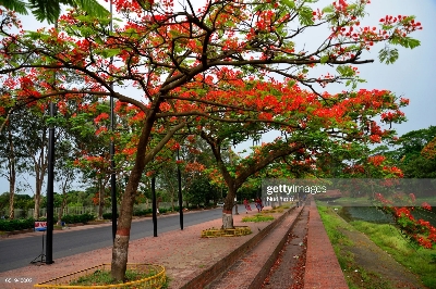 Picture of Krisnochura Red Nice Beautiful Flower Tree Seeds -10 Pieces /*