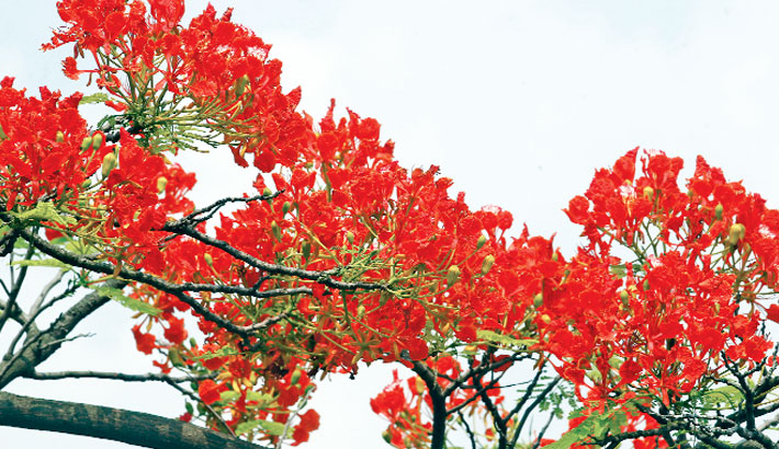 Picture of Krisnochura Red Nice Beautiful Flower Tree Seeds -10 Pieces /*