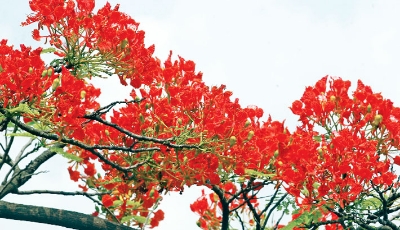 Picture of Krisnochura Red Nice Beautiful Flower Tree Seeds -10 Pieces /*