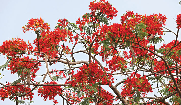 Picture of Krisnochura Red Nice Beautiful Flower Tree Seeds -10 Pieces /*