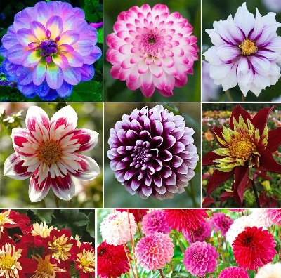 Picture of 10 Pcs All Season Dahlia Flower Seeds -10 Pcs SeedS