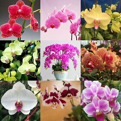 Picture of Four Seasons Phalaenopsis Mix Color Orchid SeedS -10pcs /*