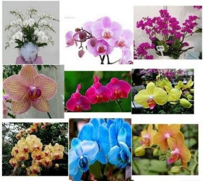 Picture of Four Seasons Phalaenopsis Mix Color Orchid SeedS -10pcs /*