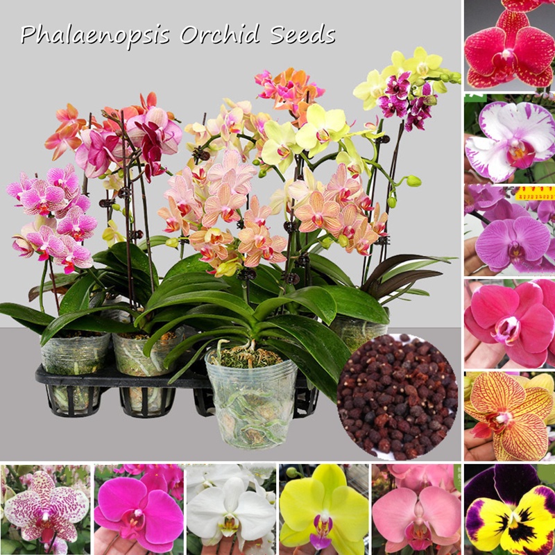 Picture of Four Seasons Phalaenopsis Mix Color Orchid SeedS -10pcs /*