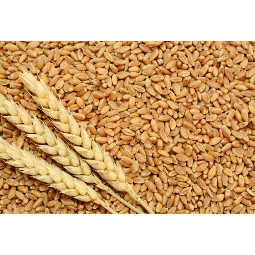 Picture of Wheat Tree Seeds -100 pcs seeds