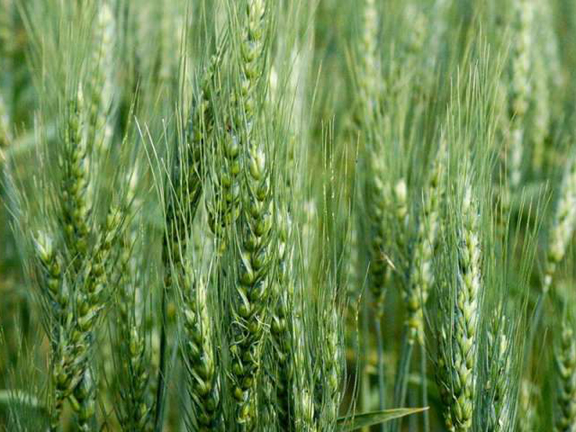 Picture of Wheat Tree Seeds -100 pcs seeds