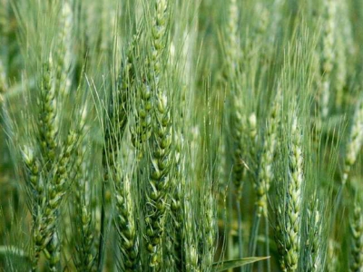 Picture of Wheat Tree Seeds -100 pcs seeds