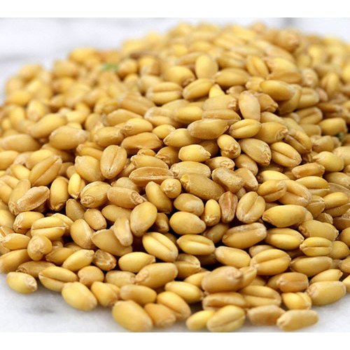 Picture of Wheat Tree Seeds -100 pcs seeds