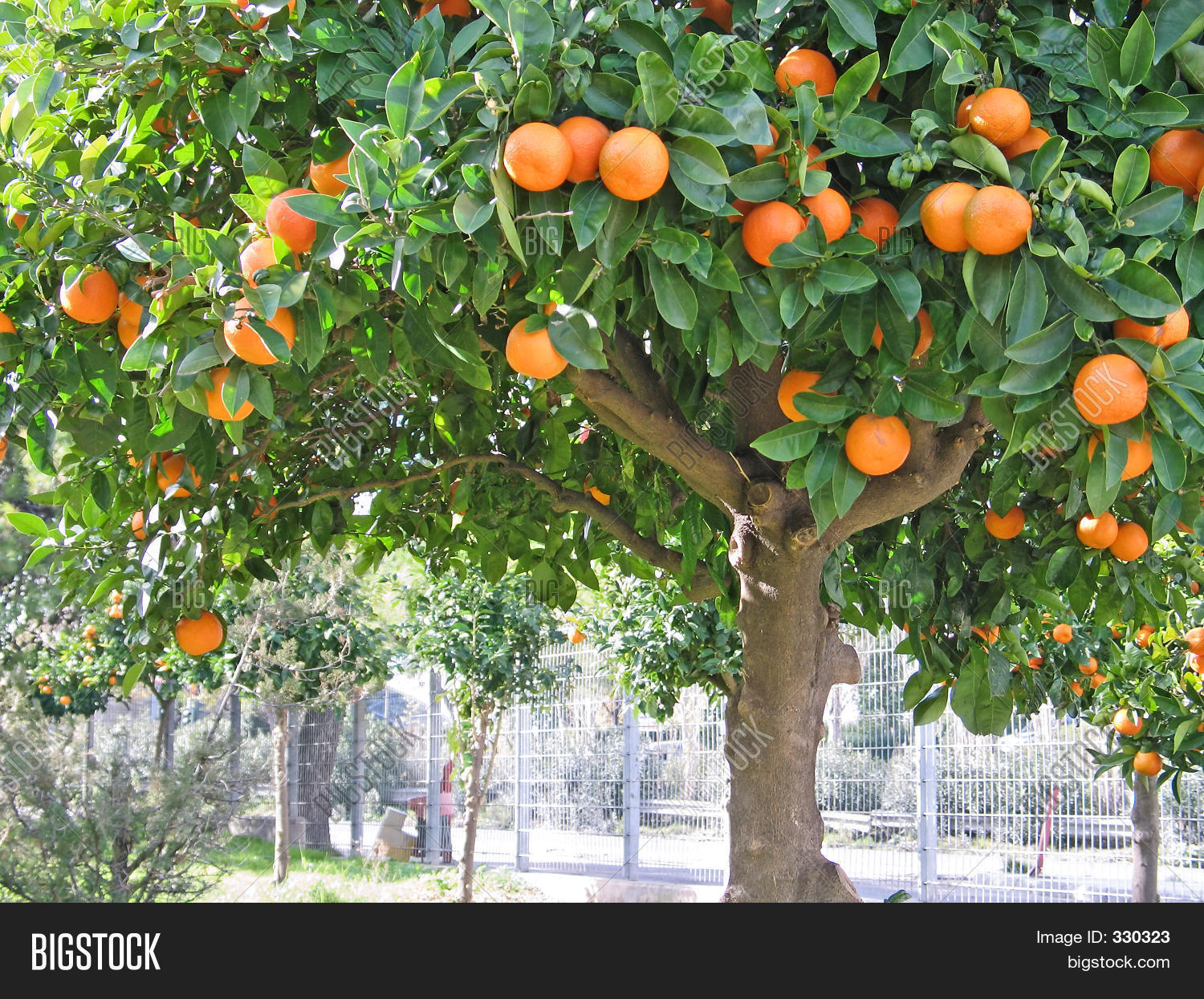 Picture of Giant Orange Fruit Tree Seeds- 10 Pcs Seeds