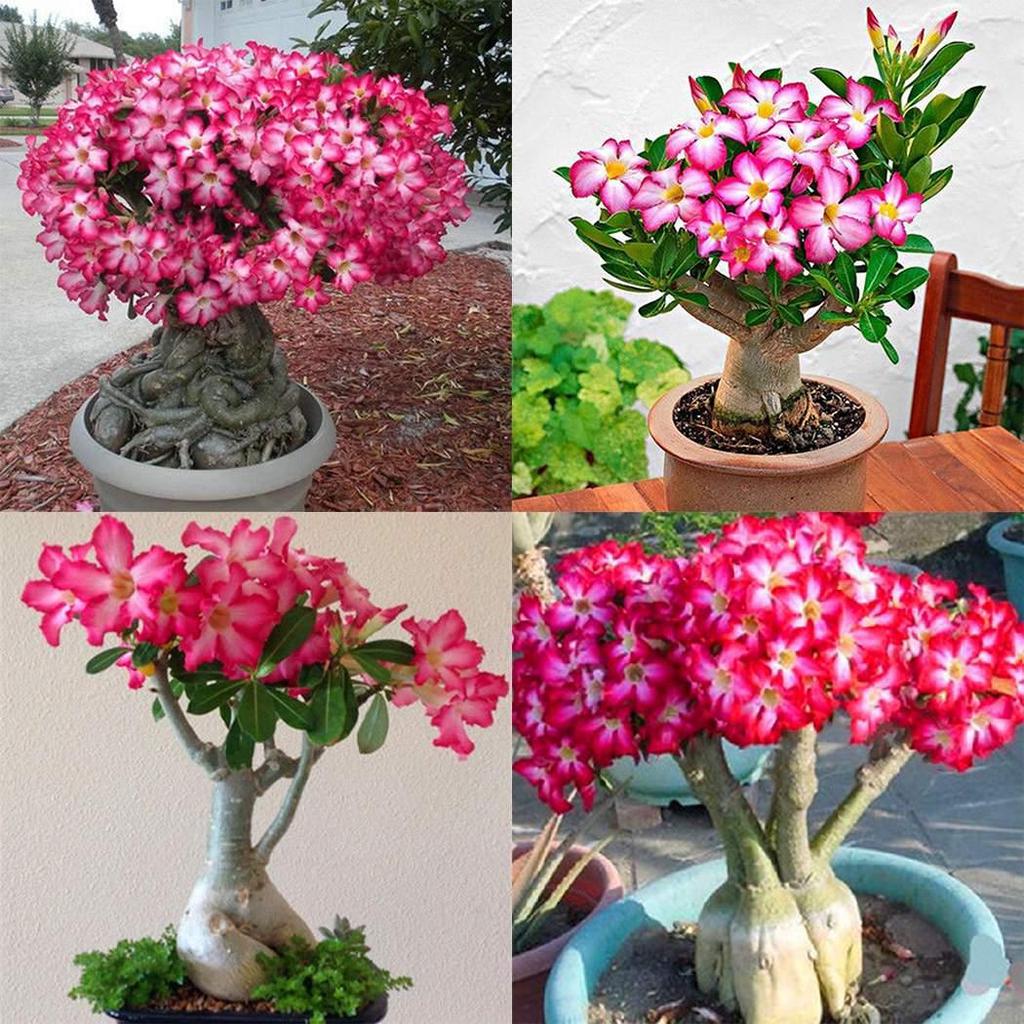 Picture of Bonsai Multicolor Single Petal Adenium Obseum Seeds - 5pcs SeedS*