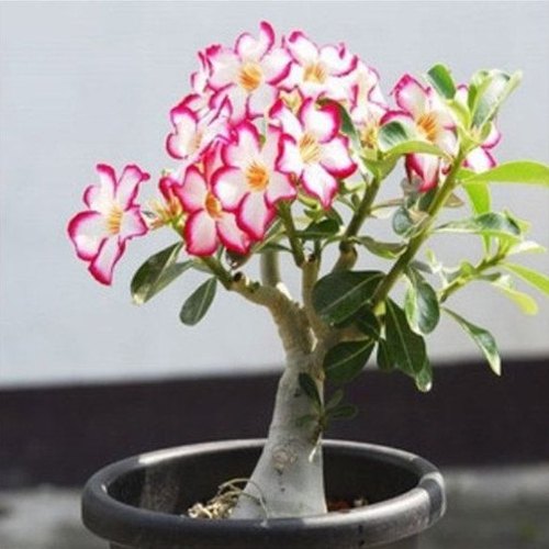 Picture of Bonsai Multicolor Single Petal Adenium Obseum Seeds - 5pcs SeedS*