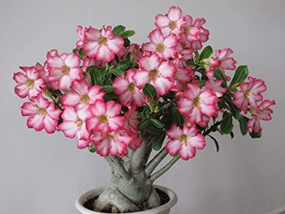 Picture of Bonsai Multicolor Single Petal Adenium Obseum Seeds - 5pcs SeedS*