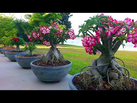 Picture of Bonsai Multicolor Single Petal Adenium Obseum Seeds - 5pcs SeedS*