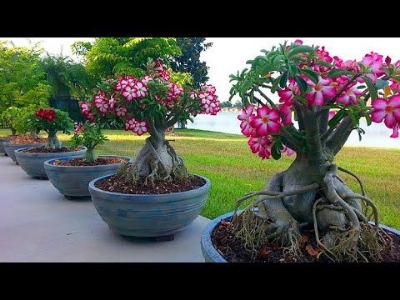 Picture of Bonsai Multicolor Single Petal Adenium Obseum Seeds - 5pcs SeedS*