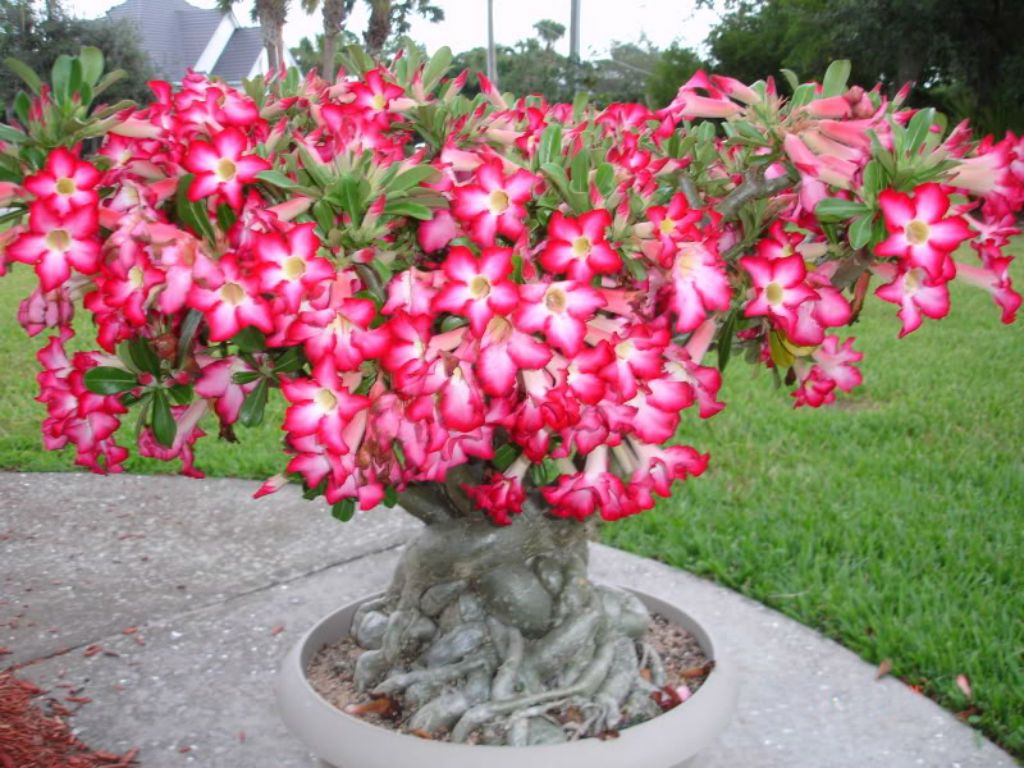 Picture of Bonsai Multicolor Single Petal Adenium Obseum Seeds - 5pcs SeedS*
