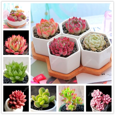 Picture of Rare Mix Lithops flores Living Stones Succulent Cactus Organic Garden Bulk flower bonsai plant & seeds for balcony- 15pcS