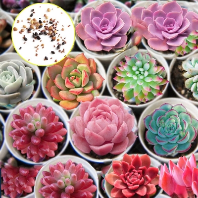 Picture of Rare Mix Lithops flores Living Stones Succulent Cactus Organic Garden Bulk flower bonsai plant & seeds for balcony- 15pcS