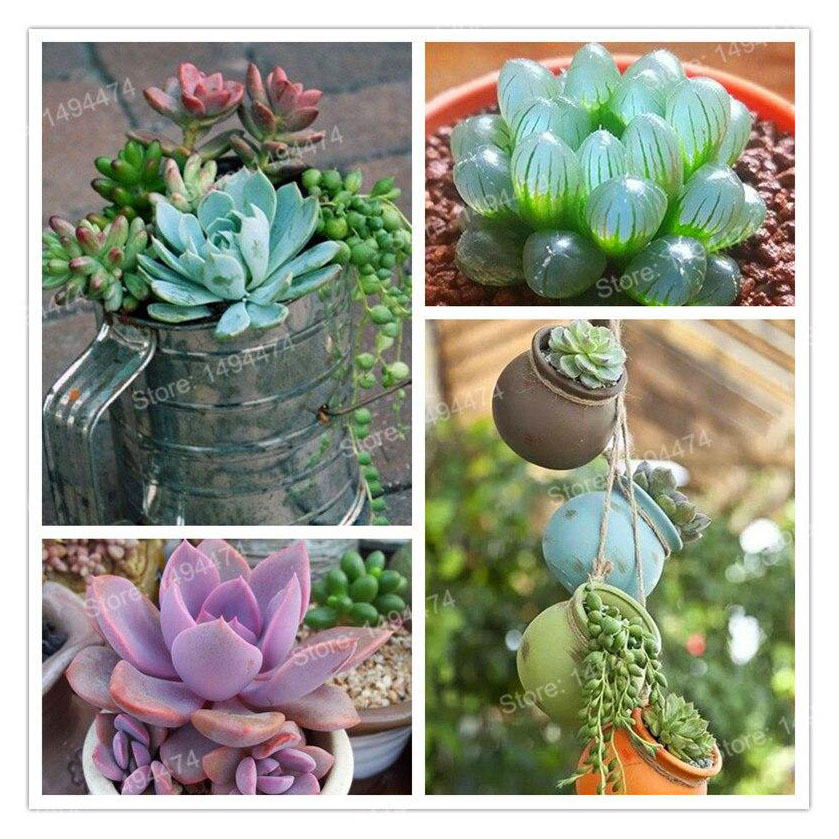 Picture of Rare Mix Lithops flores Living Stones Succulent Cactus Organic Garden Bulk flower bonsai plant & seeds for balcony- 15pcS