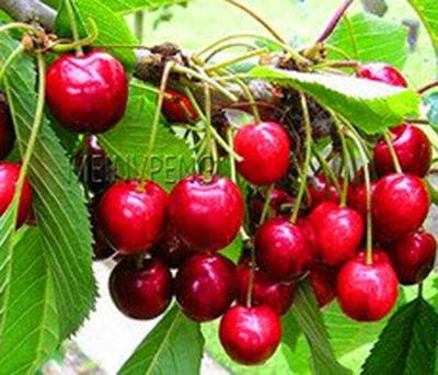 Picture of Australian Cherry Bonsai Tree Seeds -5 Pcs seeds