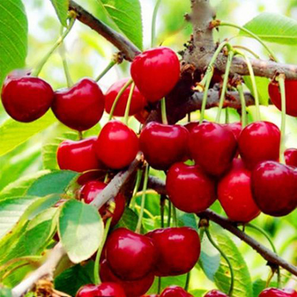 Picture of Australian Cherry Bonsai Tree Seeds -5 Pcs seeds