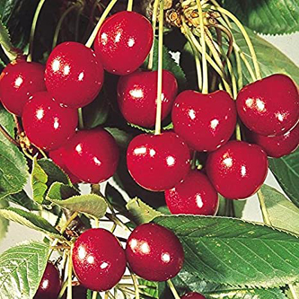 Picture of Australian Cherry Bonsai Tree Seeds -5 Pcs seeds