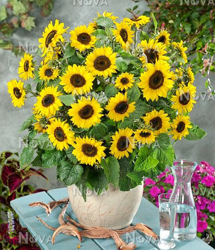 Picture of Bonsai Sunflower Tree Seeds -20Pcs (Global Seeds)