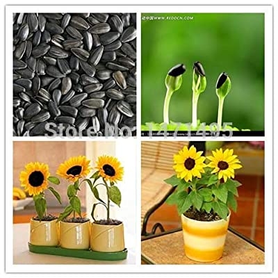Picture of Bonsai Sunflower Tree Seeds -20Pcs (Global Seeds)