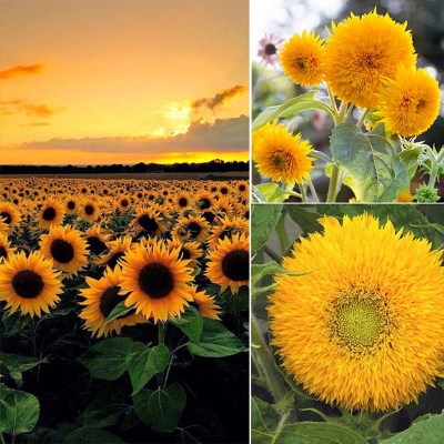 Picture of Bonsai Sunflower Tree Seeds -20Pcs (Global Seeds)