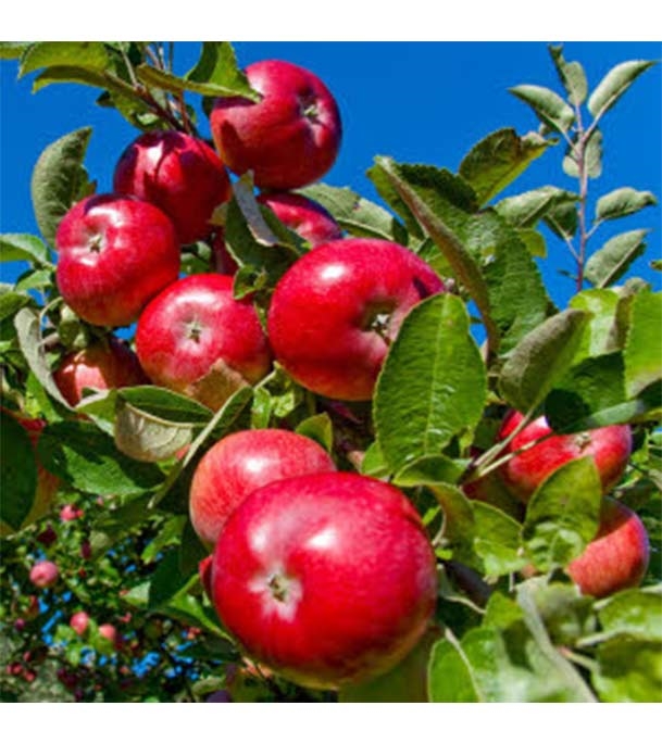 Picture of All Season Apple Seeds  - 15 Pcs SeedS**