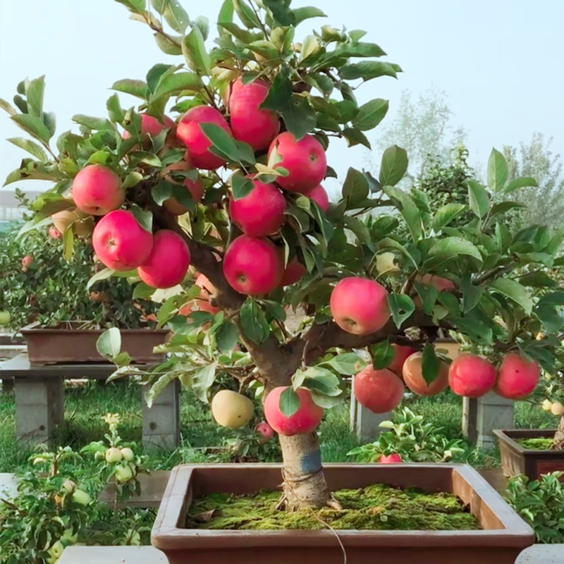 Picture of Apple Tree SeedS -15 Pcs (Imported Global Seeds)**