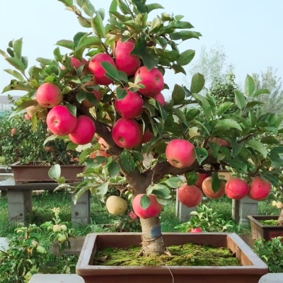 Picture of Apple Tree SeedS -15 Pcs (Imported Global Seeds)**