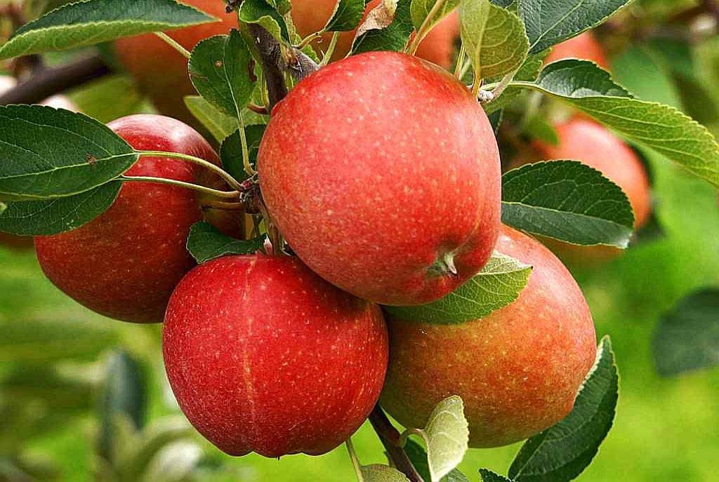 Picture of Apple Tree SeedS -15 Pcs (Imported Global Seeds)**