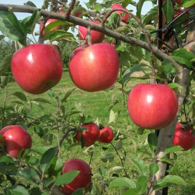 Picture of Apple Tree SeedS -15 Pcs (Imported Global Seeds)**