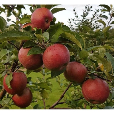 Picture of Apple Tree SeedS -15 Pcs (Imported Global Seeds)**