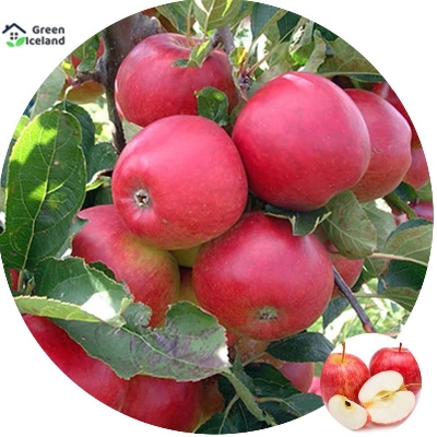 Picture of Apple Tree SeedS -15 Pcs (Imported Global Seeds)**