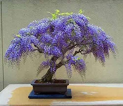 Picture of Rare Colourful Mini Bonsai Wisteria Tree Seeds - 20 Pcs SeedS**