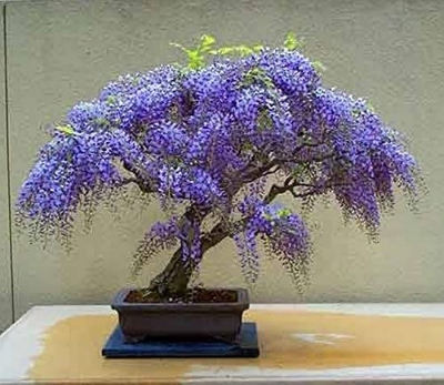 Picture of Rare Colourful Mini Bonsai Wisteria Tree Seeds - 20 Pcs SeedS**