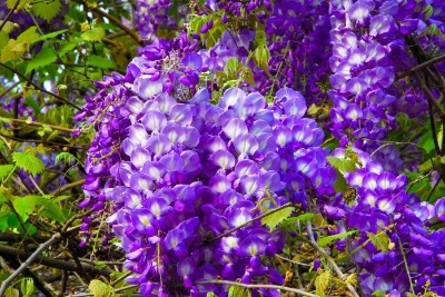 Picture of Rare Colourful Mini Bonsai Wisteria Tree Seeds - 20 Pcs SeedS**
