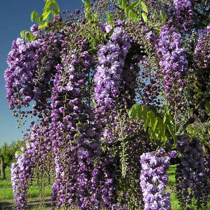Picture of Rare Colourful Mini Bonsai Wisteria Tree Seeds - 20 Pcs SeedS**