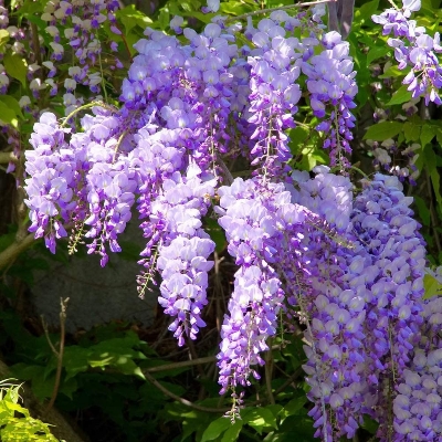 Picture of Rare Colourful Mini Bonsai Wisteria Tree Seeds - 20 Pcs SeedS**